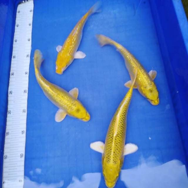 Pasukan kuning (yanabuki ginrin, mukashi ginrin, kin matsuba)