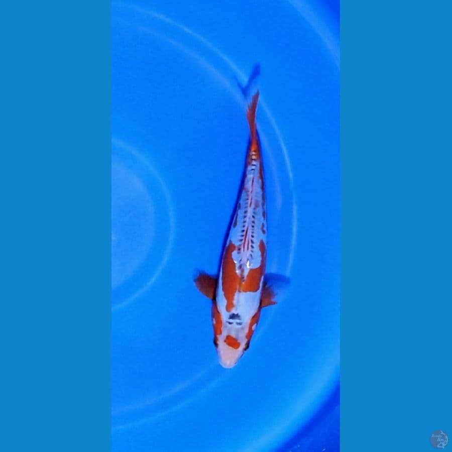 super antik kosui 28cm