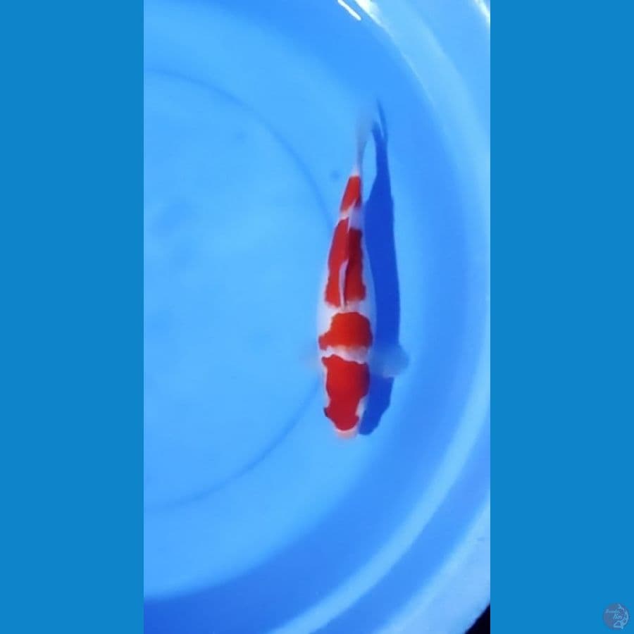 kuhaku calon jos cut 28cm