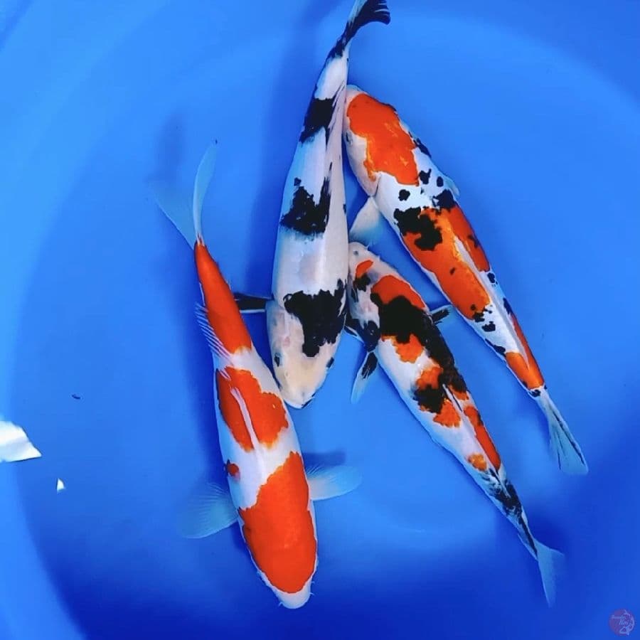 mix 30-32cm