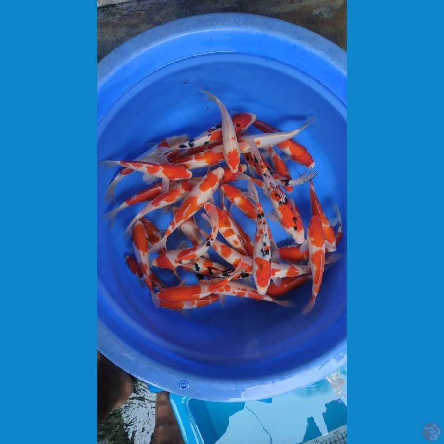 paket kohaku sanke