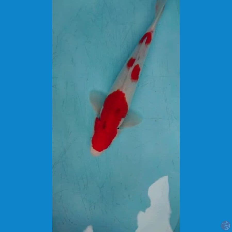 38cm male