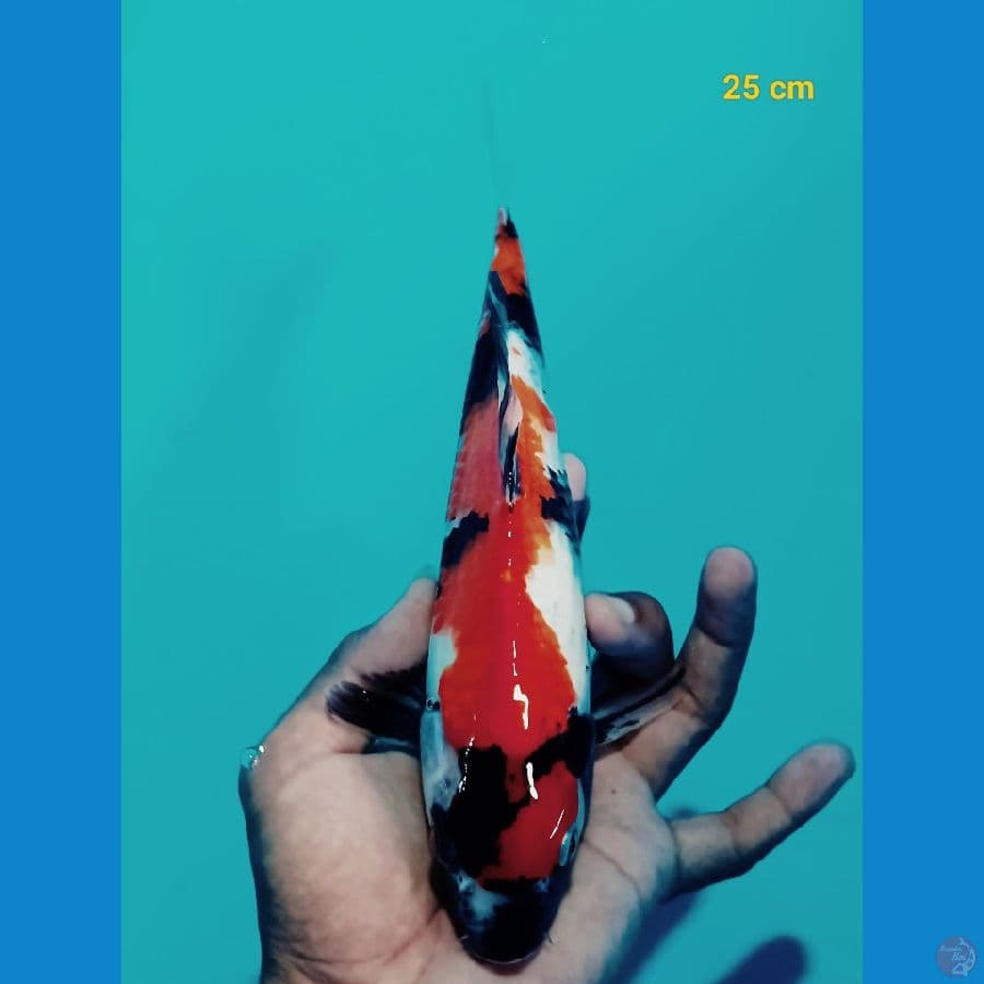 Showa 25 cm
