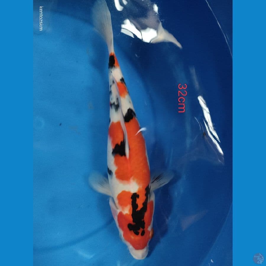 sanke 32cm original