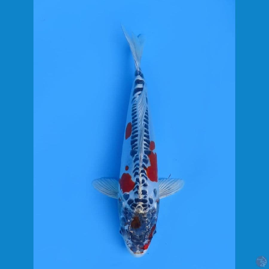 28cm - Benikiko