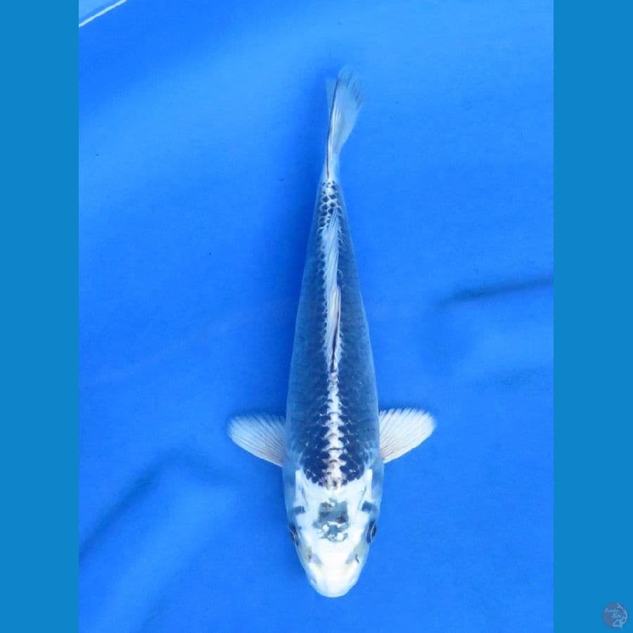 22cm - Matsuba