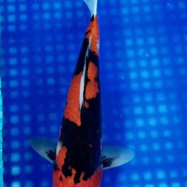 Showa Amboina 34cm