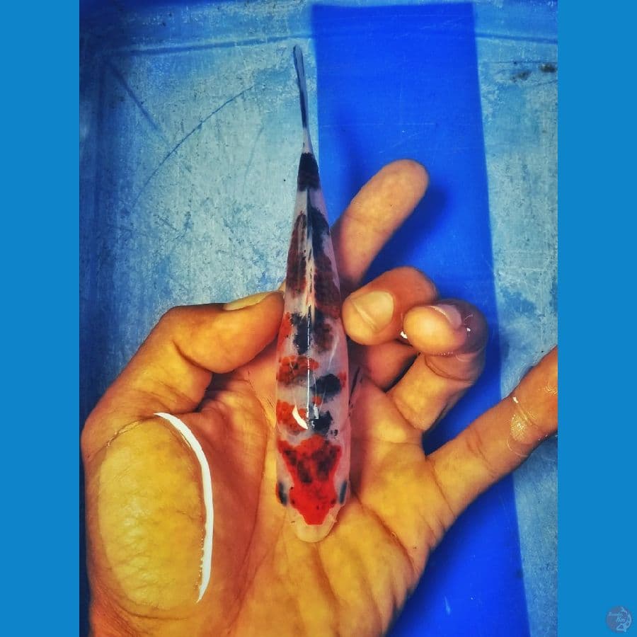 Goromo sanke