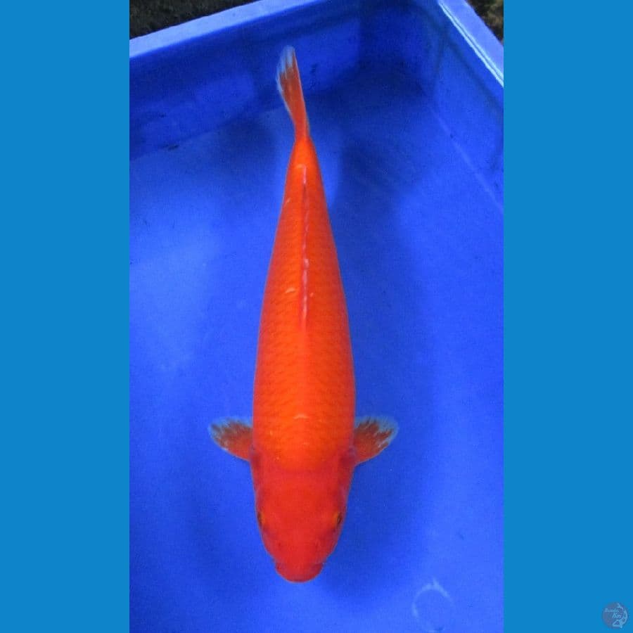 benigoi ±38cm super bulky