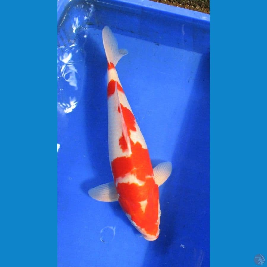 kohaku red stronge ±41cm jantan