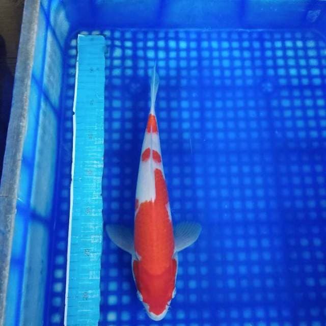 Kohaku 33cm