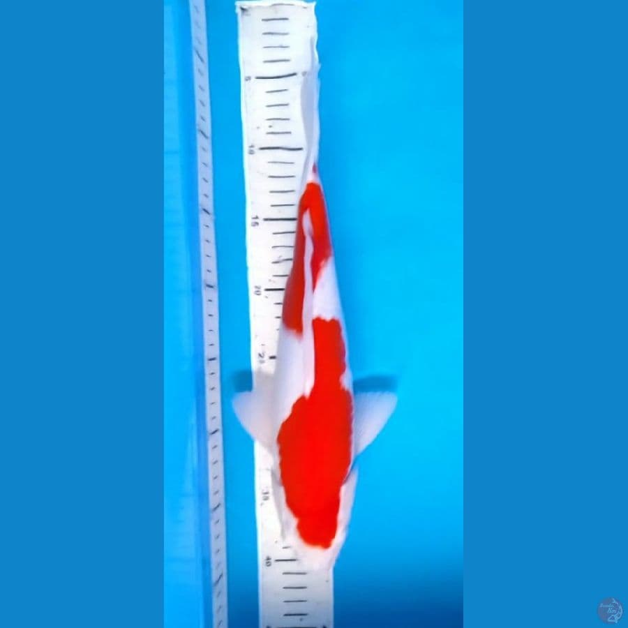 HQ Kohaku Original 35cm