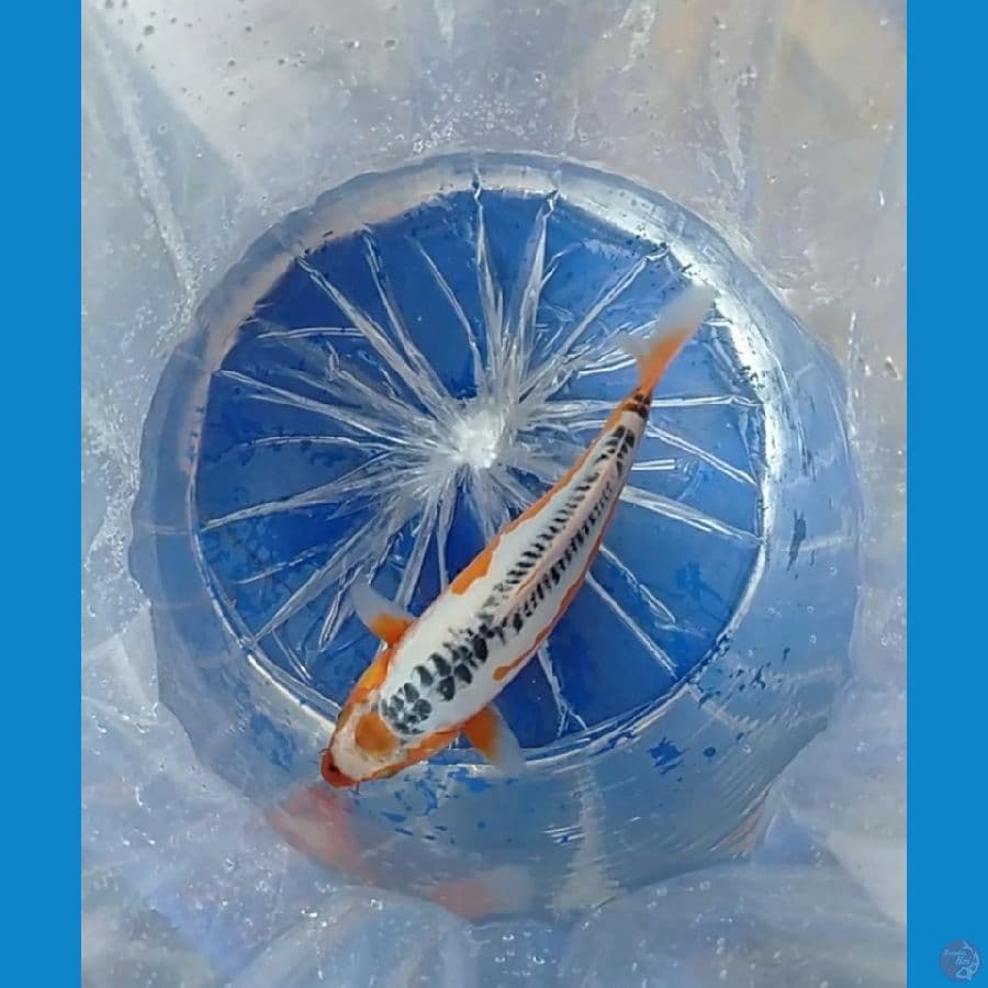 maruten shusui 30cm