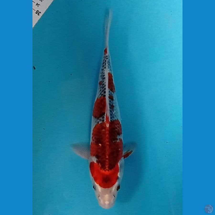 28cm gosiki