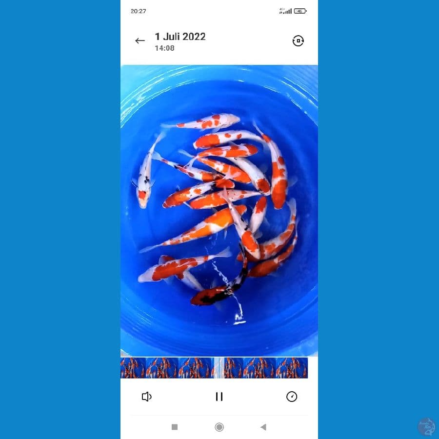 Paket kohaku 18ekor