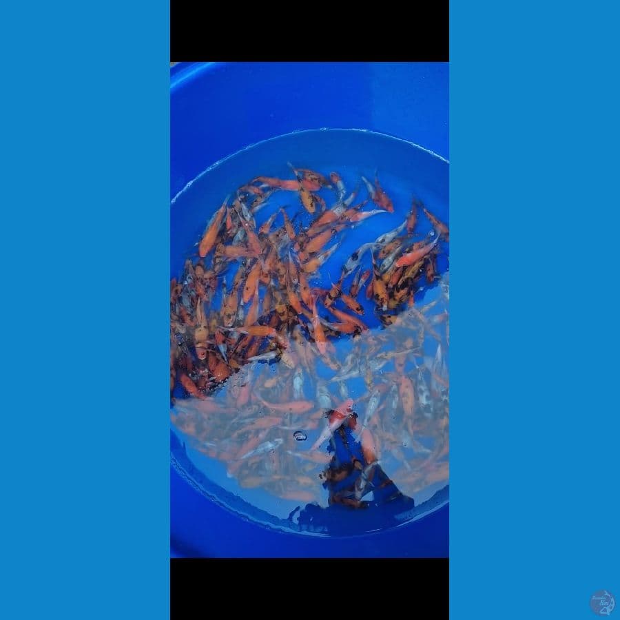 Showa Mix 270 ekor 10-15cm rame 12cm up