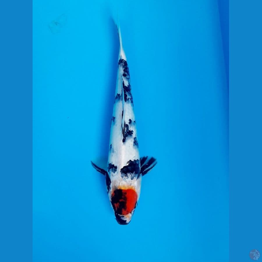 tancho 30cm