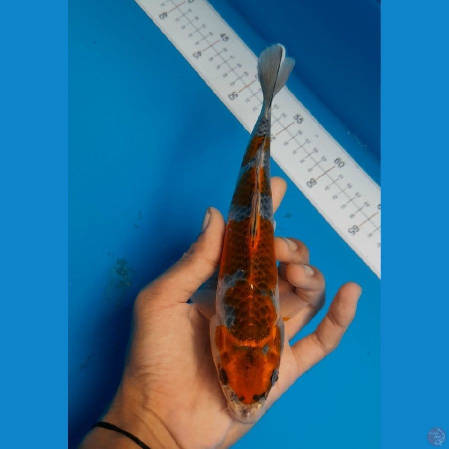 Ghosiki 23cm