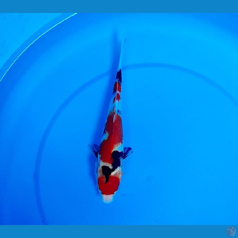 showa 22cm