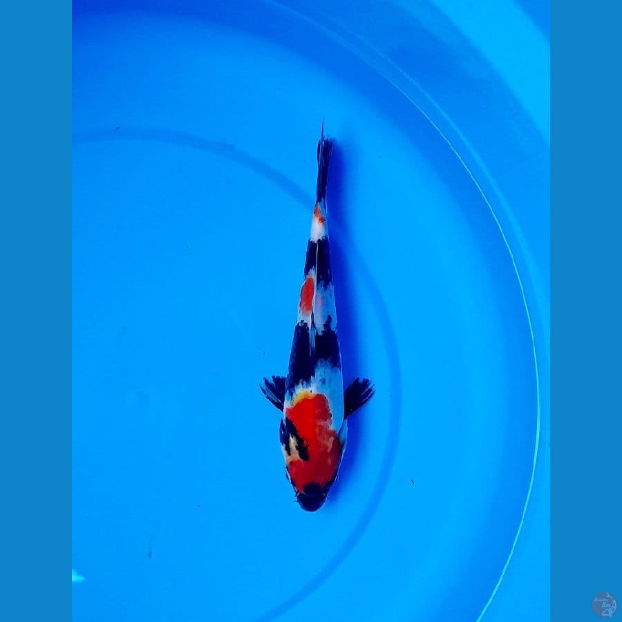 showa 20cm