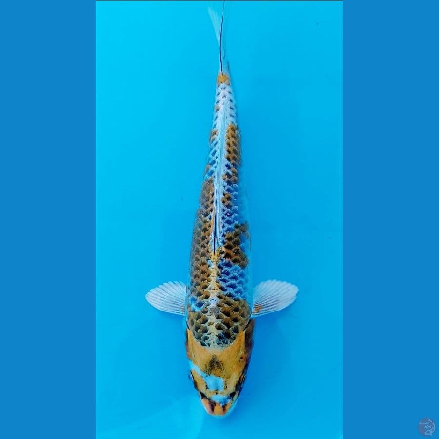 HARIWAKE