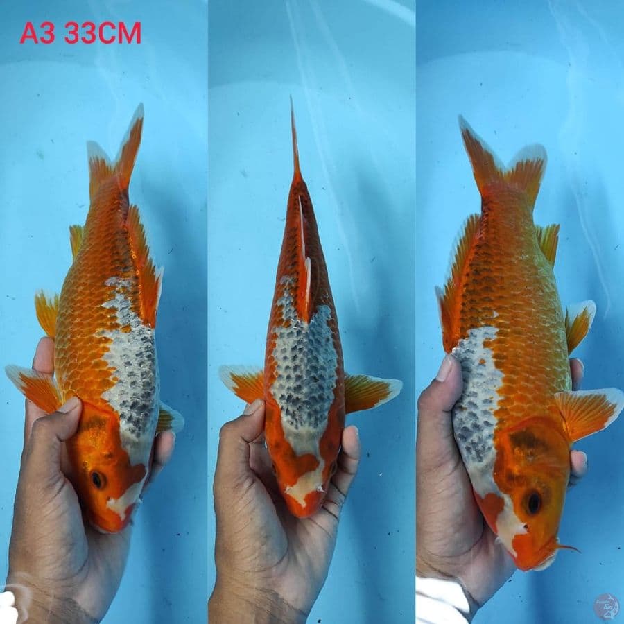 asagi bulky 33cm