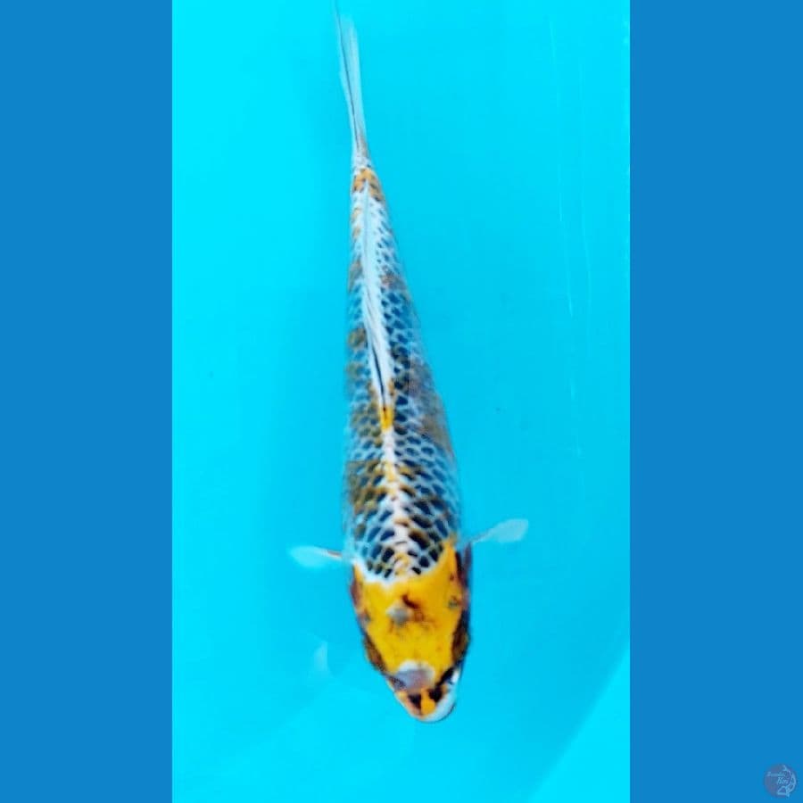 HARIWAKE