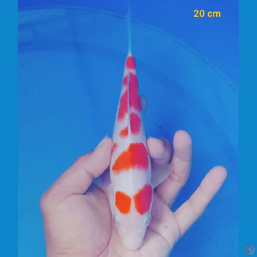 *KOHAKU SQ//ML/20 CM*