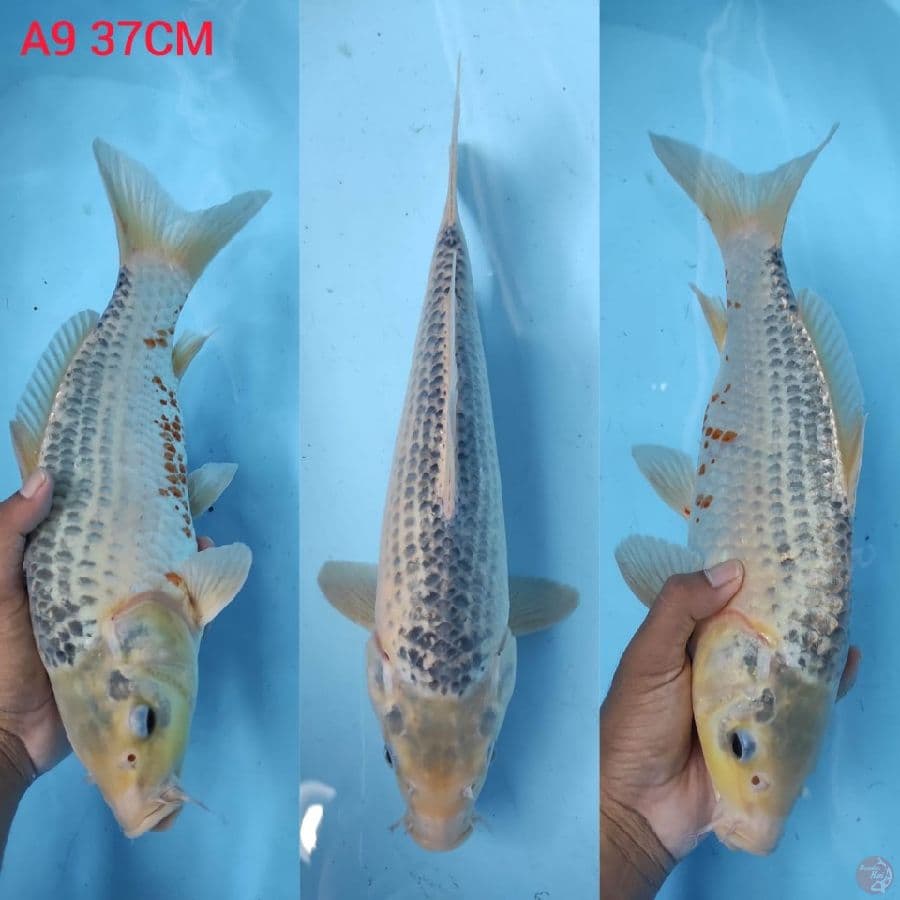 asagi 37cm