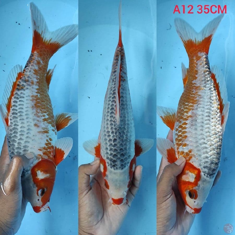 asagi 35cm