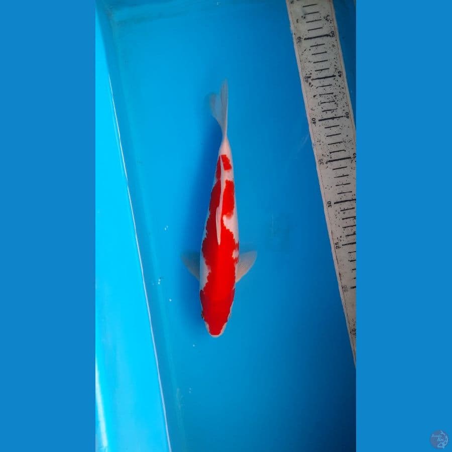kohaku
