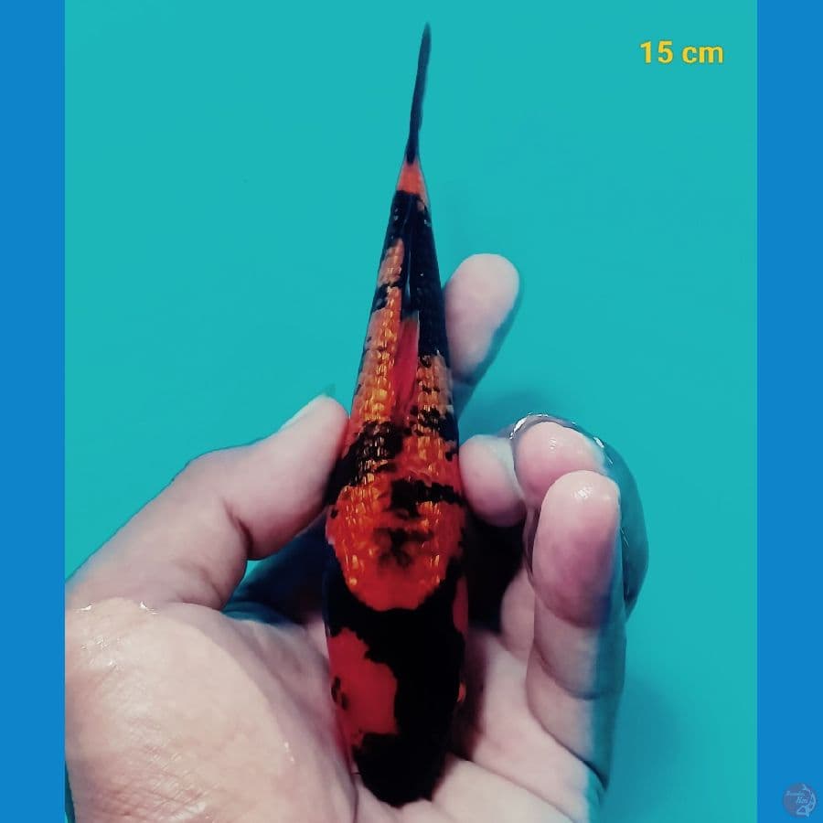 Utsuri Ginrin padat 15 cm