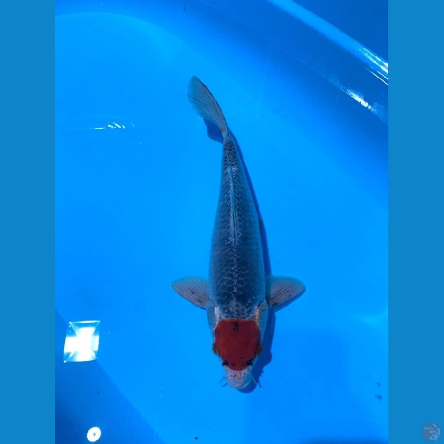 TC GOSHIKI JANTAN 35CM