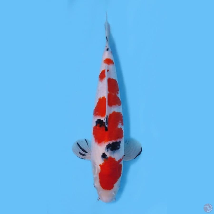 SANKE KUALITAS HQ ~39CM/FEEMALE~