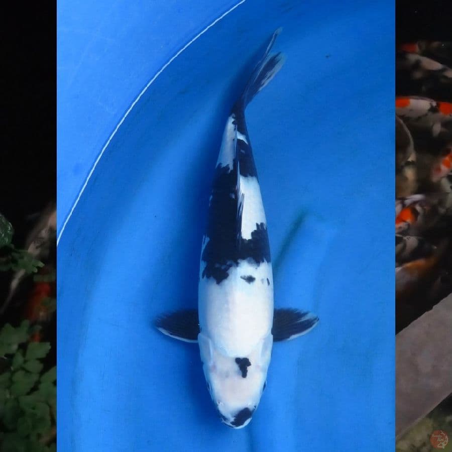 45cm , Shiro Putih Salju , Fml