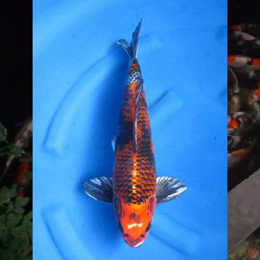45cm , Rare Showa Hikari , ml