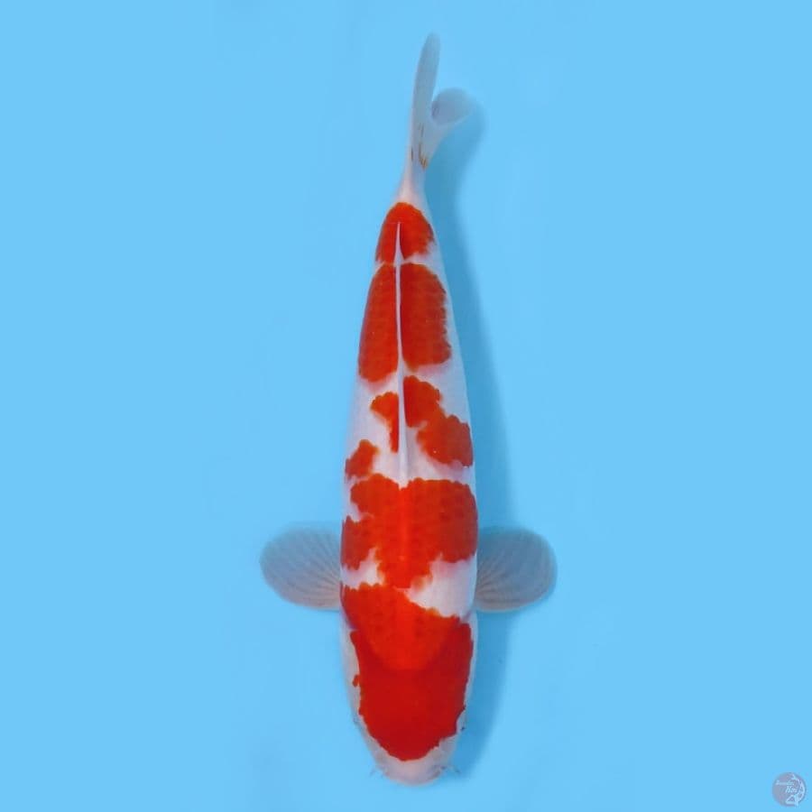 KOHAKU KUALITAS HQ ~40CM/FEEMALE~