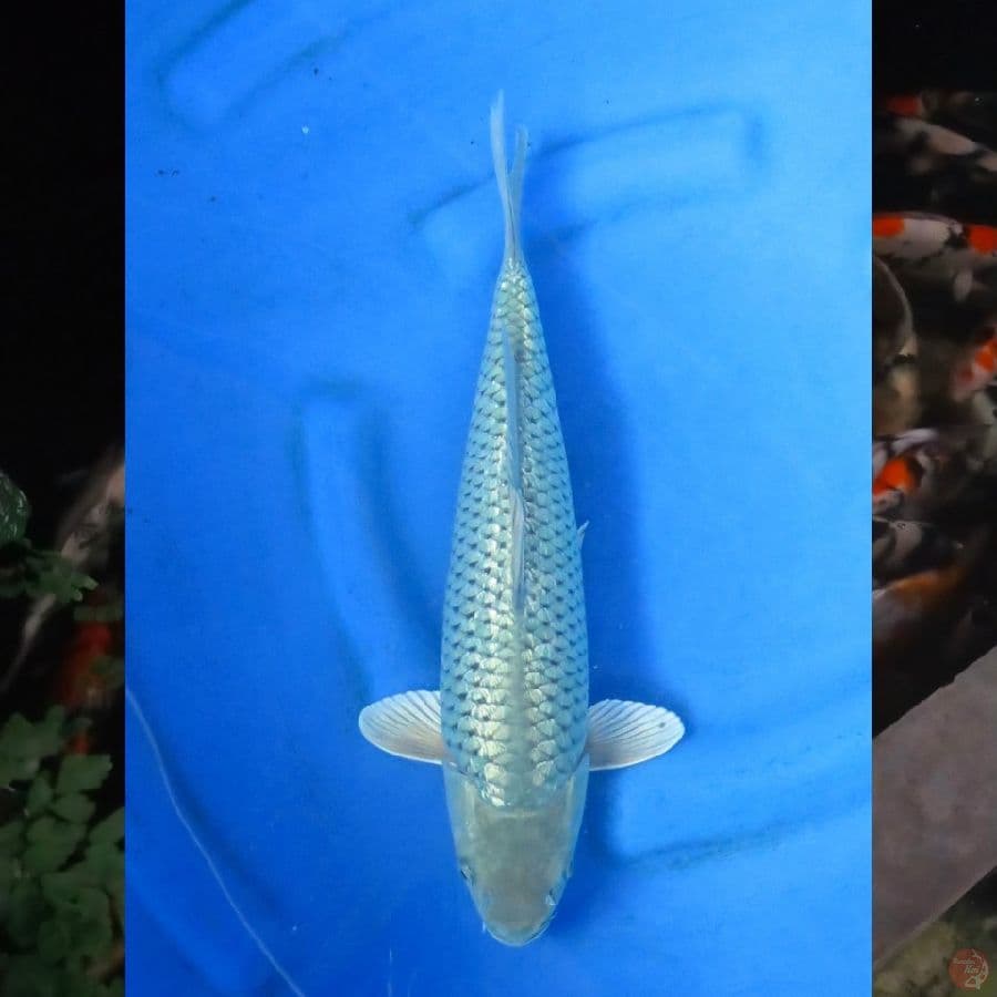 36cm , Soragoi Ginrin ,ml