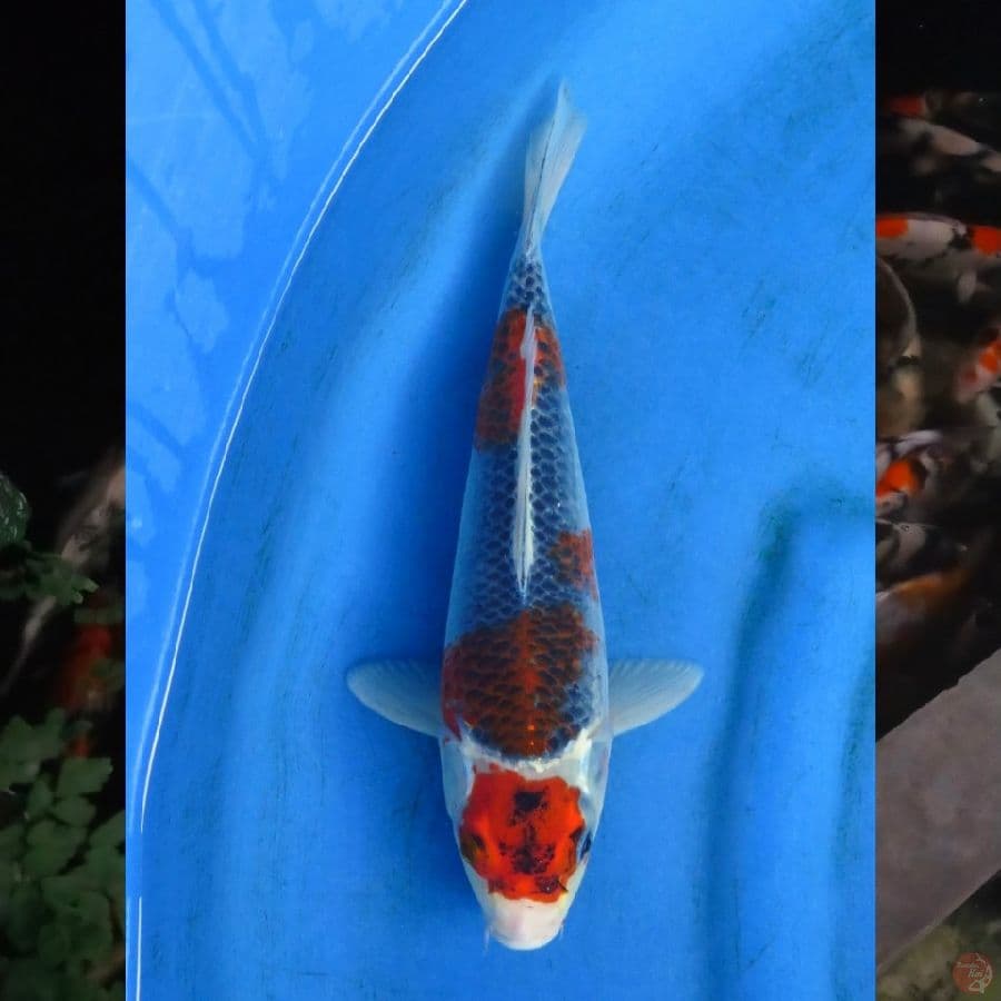 28cm , Maruten Goshiki ,