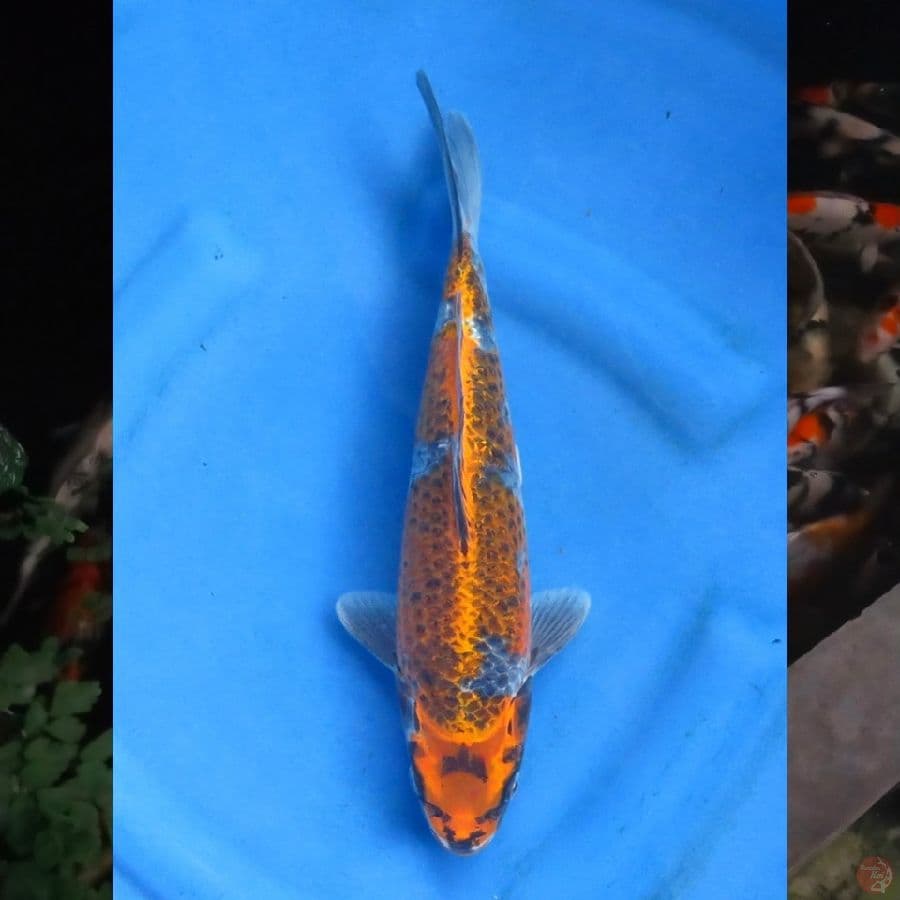 30cm , Gold Ochiba , ml