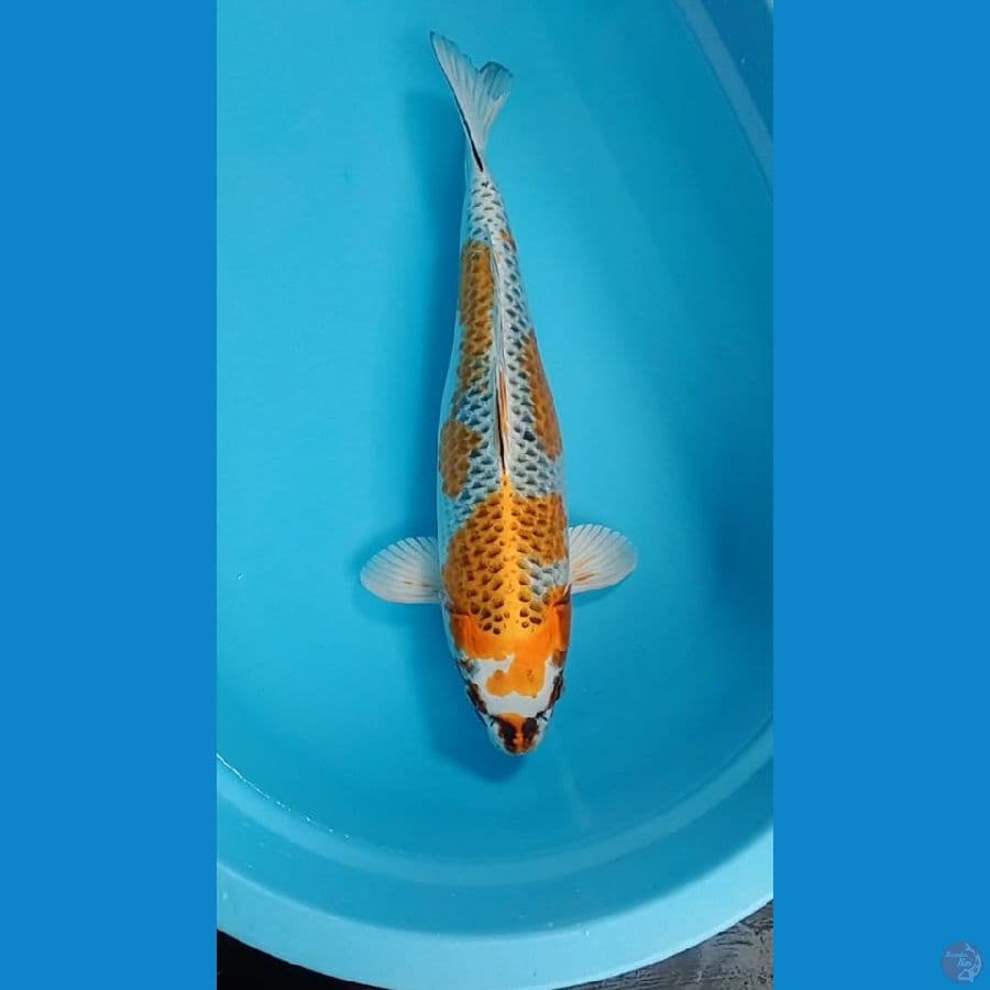 Kujaku Kirin .,46cm"fm™