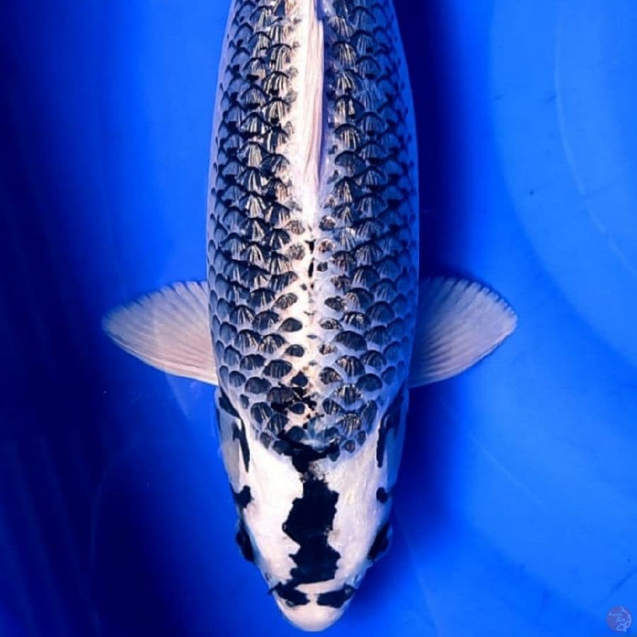 GINKABUTO GINDRIN 50BU