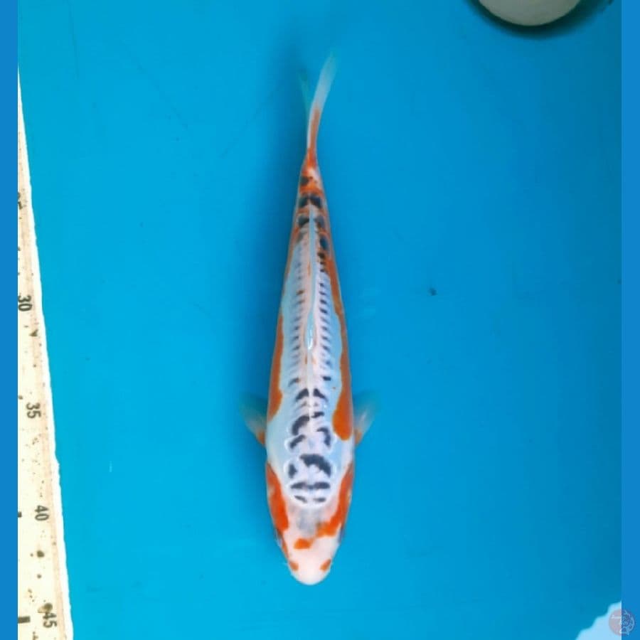 O'2 Shusui 25cm