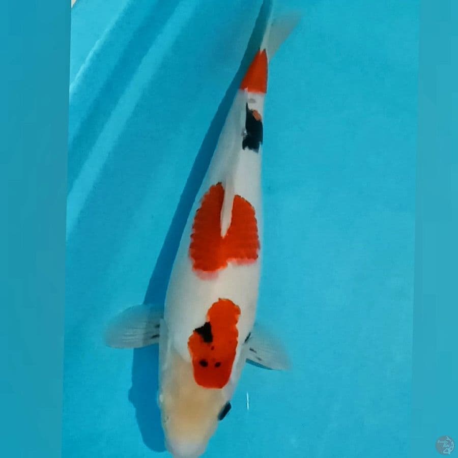 Kindai Showa 40cm
