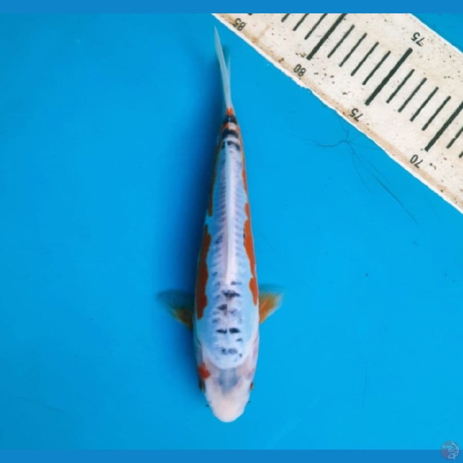 Shusui 24cm