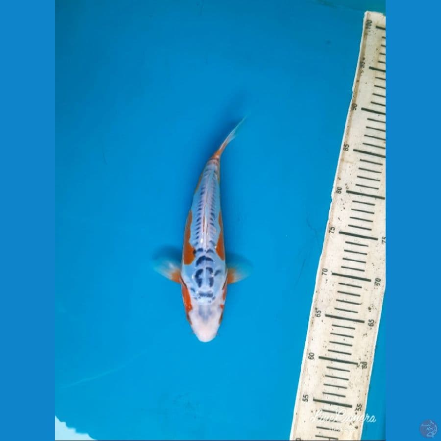 Shusui 26cm