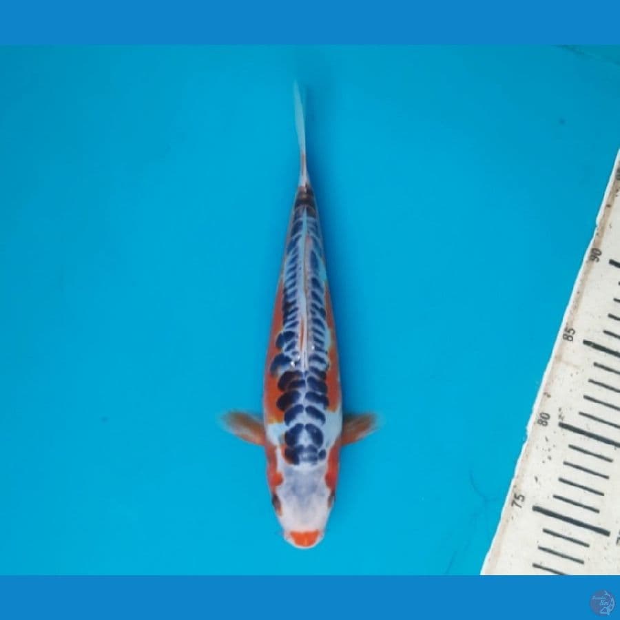 Shusui 24cm