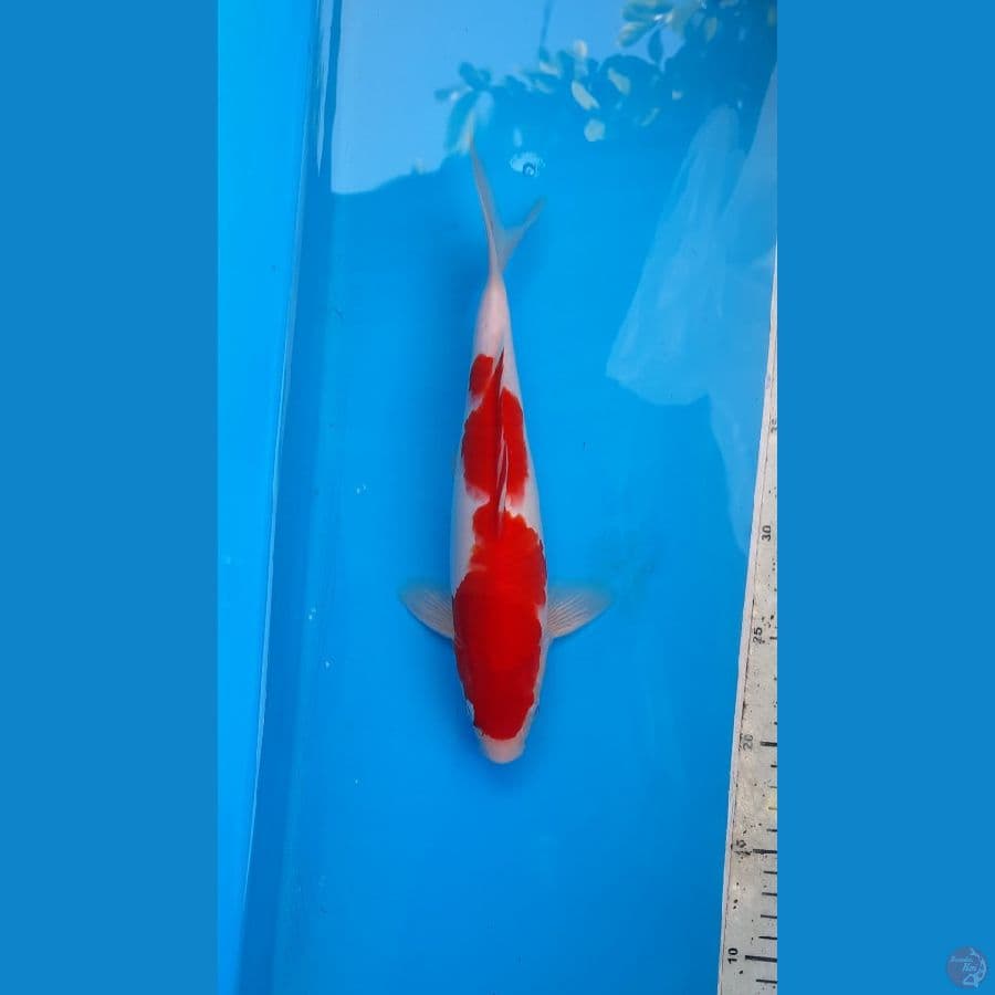 kohaku