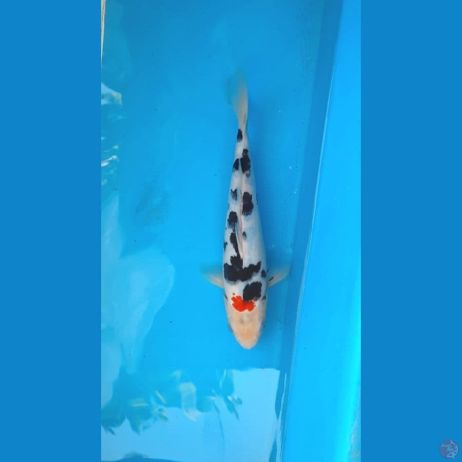 bekko