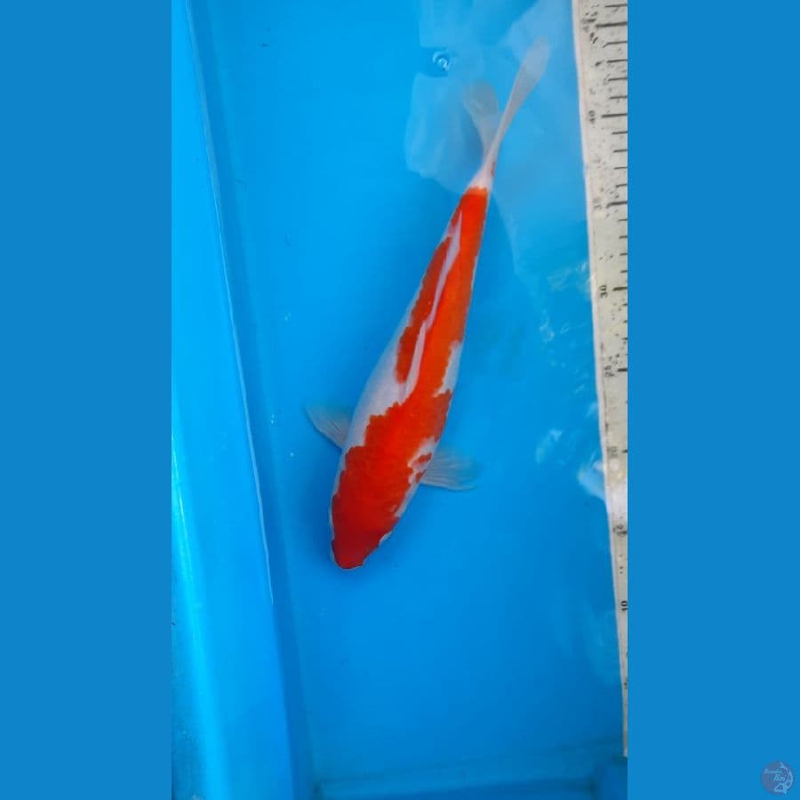 kohaku